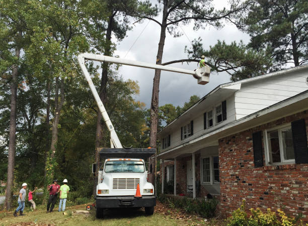 Best Storm Damage Tree Cleanup  in Providence, KY