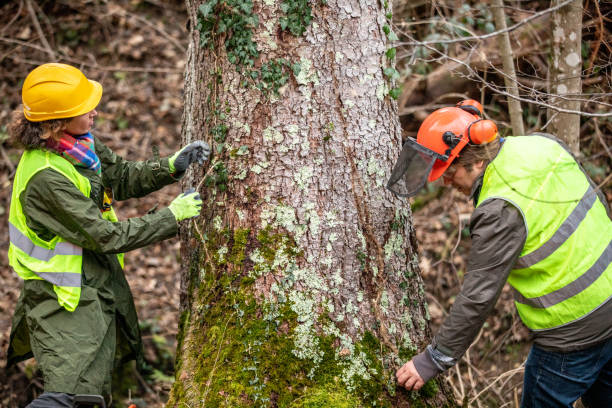 Best Hazardous Tree Removal  in Providence, KY