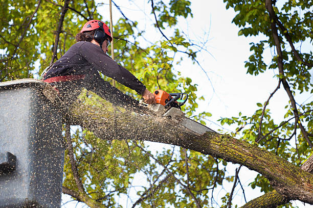 Best Firewood Processing and Delivery  in Providence, KY