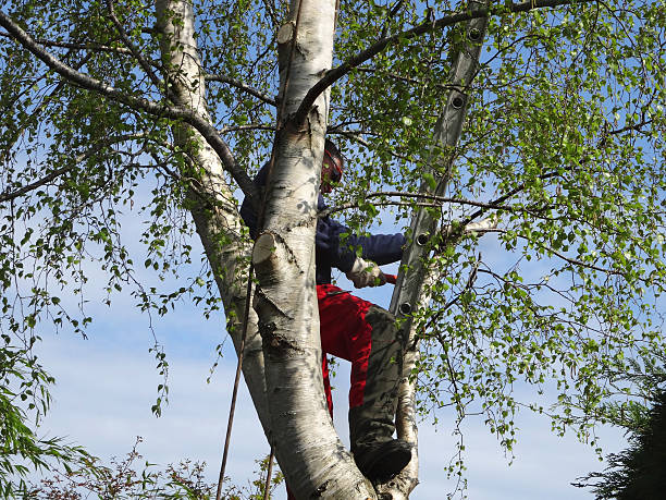 Best Commercial Tree Services  in Providence, KY